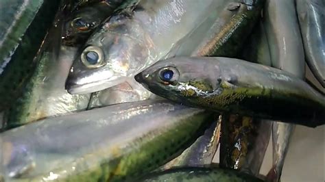 kabayas fish|Fresh kabayas fish .